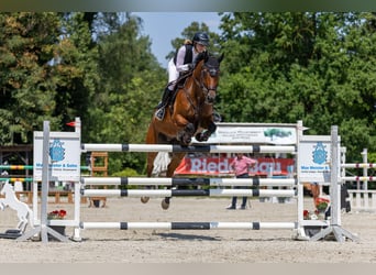 Belgijski koń sportowy, Wałach, 16 lat, 171 cm, Ciemnogniada