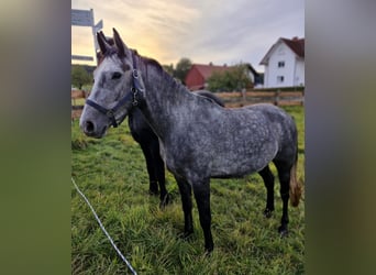 Belgijski koń sportowy, Wałach, 4 lat, 150 cm, Siwa