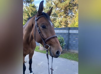 Belgijski koń sportowy, Wałach, 4 lat, 170 cm, Gniada