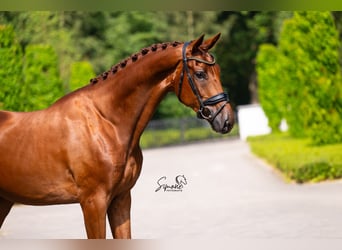 Belgijski koń sportowy, Wałach, 5 lat, 174 cm, Ciemnokasztanowata