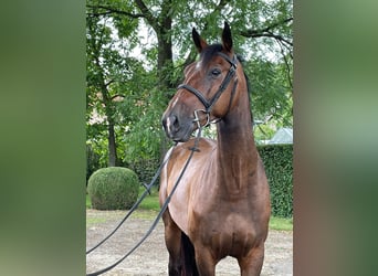 Belgijski koń sportowy, Wałach, 7 lat, 168 cm, Gniada