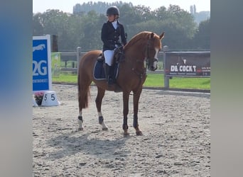 Belgijski wierzchowy, Klacz, 16 lat, 146 cm, Kasztanowata