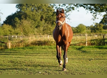 Belgijski wierzchowy Mix, Klacz, 16 lat, 151 cm, Kasztanowata