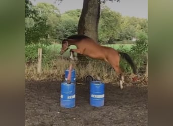 Belgijski wierzchowy, Klacz, 17 lat, 148 cm, Gniada