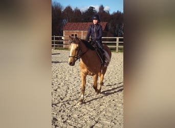Belgijski wierzchowy, Klacz, 27 lat, 145 cm, Szampańska
