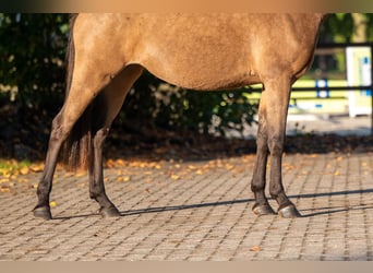 Belgijski wierzchowy, Klacz, 3 lat, 145 cm, Kasztanowatodereszowata