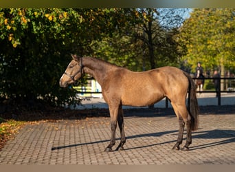 Belgijski wierzchowy, Klacz, 3 lat, 145 cm, Kasztanowatodereszowata