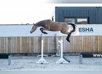 Belgijski wierzchowy, Klacz, 3 lat, 145 cm, Kasztanowatodereszowata