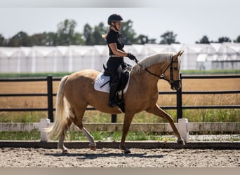 Belgijski wierzchowy, Klacz, 4 lat, 147 cm, Izabelowata