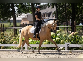 Belgijski wierzchowy, Klacz, 4 lat, 147 cm, Izabelowata