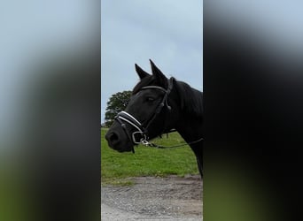 Belgijski wierzchowy, Klacz, 4 lat, 150 cm, Kara