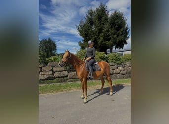 Belgijski wierzchowy, Klacz, 4 lat, 152 cm, Kasztanowata