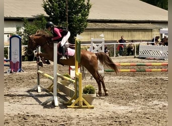 Belgijski wierzchowy, Klacz, 5 lat, 138 cm, Jasnogniada