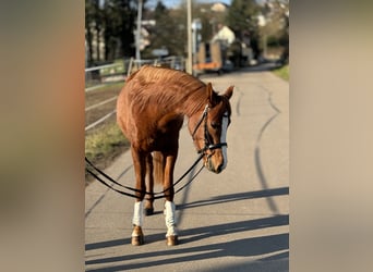 Belgijski wierzchowy, Klacz, 5 lat, 145 cm, Kasztanowata