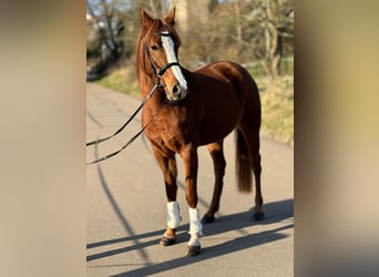 Belgijski wierzchowy, Klacz, 5 lat, 145 cm, Kasztanowata