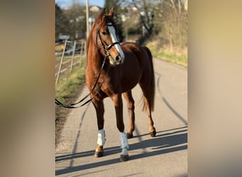 Belgijski wierzchowy, Klacz, 5 lat, 145 cm, Kasztanowata