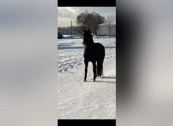 Belgijski wierzchowy, Klacz, 5 lat, 150 cm, Kara