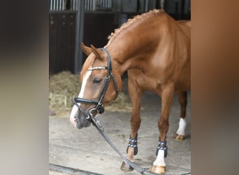 Belgijski wierzchowy, Klacz, 6 lat, 135 cm, Ciemnokasztanowata
