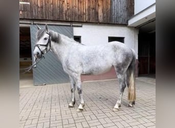 Belgijski wierzchowy, Klacz, 6 lat, 140 cm, Stalowosiwy