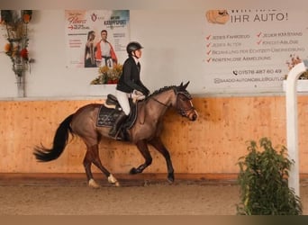 Belgijski wierzchowy, Klacz, 6 lat, 142 cm, Gniada