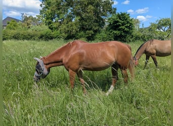Belgijski wierzchowy, Klacz, 7 lat, 142 cm, Kasztanowata