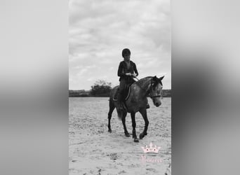 Belgijski wierzchowy, Klacz, 7 lat, 143 cm, Siwa jabłkowita