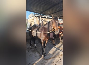 Belgijski wierzchowy Mix, Klacz, 7 lat, 148 cm, Gniada