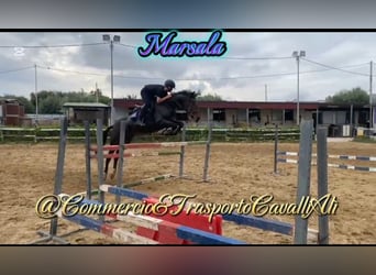 Belgijski wierzchowy Mix, Klacz, 7 lat, 148 cm, Gniada