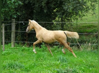 Belgijski wierzchowy, Klacz, Źrebak (03/2023), 144 cm, Izabelowata