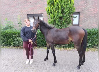 Belgijski wierzchowy, Ogier, 1 Rok, 148 cm, Ciemnogniada