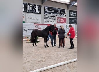 Belgijski wierzchowy, Ogier, 2 lat, 148 cm, Ciemnogniada