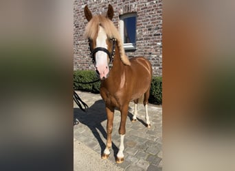 Belgijski wierzchowy, Ogier, 3 lat, 126 cm, Kasztanowata
