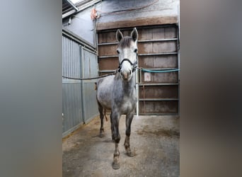 Belgijski wierzchowy, Ogier, 3 lat, 142 cm, Siwa