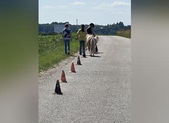 Belgijski wierzchowy, Ogier, 3 lat
