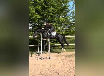 Belgijski wierzchowy, Ogier, 4 lat, 148 cm, Kara