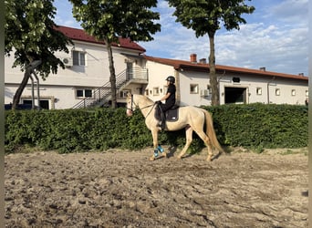 Belgijski wierzchowy, Ogier, 4 lat, 155 cm, Perlino