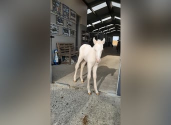Belgijski wierzchowy, Ogier, Źrebak (02/2023), 147 cm, Cremello