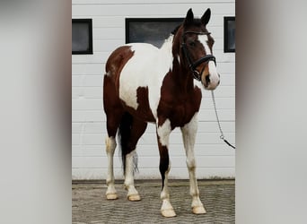 Belgijski wierzchowy, Wałach, 11 lat, 150 cm, Srokata