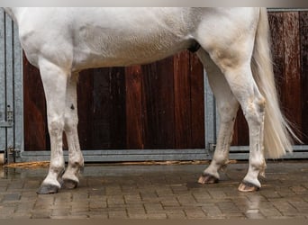 Belgijski wierzchowy, Wałach, 12 lat, 155 cm