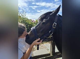 Belgijski wierzchowy, Wałach, 13 lat, 135 cm, Ciemnogniada