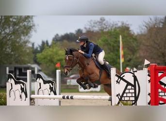 Belgijski wierzchowy, Wałach, 13 lat, 147 cm, Gniada