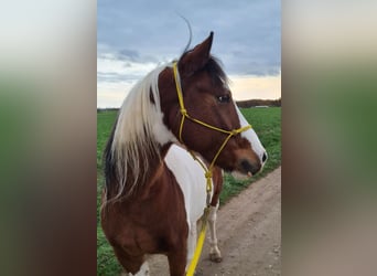 Belgijski wierzchowy, Wałach, 14 lat, 141 cm, Srokata