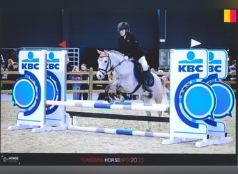 Belgijski wierzchowy, Wałach, 4 lat, 135 cm, Siwa