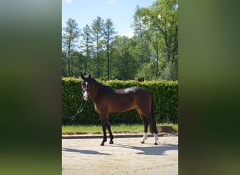 Belgijski wierzchowy, Wałach, 4 lat, 148 cm, Gniada