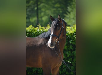 Belgijski wierzchowy, Wałach, 4 lat, 148 cm, Gniada