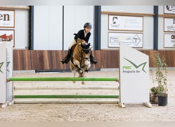 Belgijski wierzchowy, Wałach, 8 lat, 138 cm, Srokata