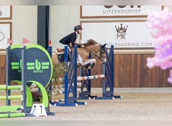 Belgijski wierzchowy, Wałach, 8 lat, 138 cm, Srokata