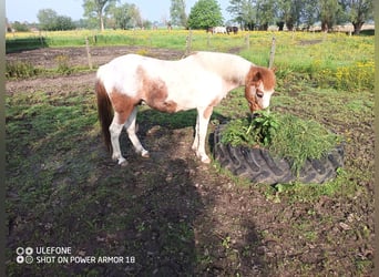 Belgijski wierzchowy, Wałach, 10 lat, 124 cm, Srokata