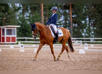 Belgijski wierzchowy, Wałach, 12 lat, 148 cm, Kasztanowata