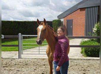 Belgijski wierzchowy, Wałach, 2 lat, 145 cm, Kasztanowata